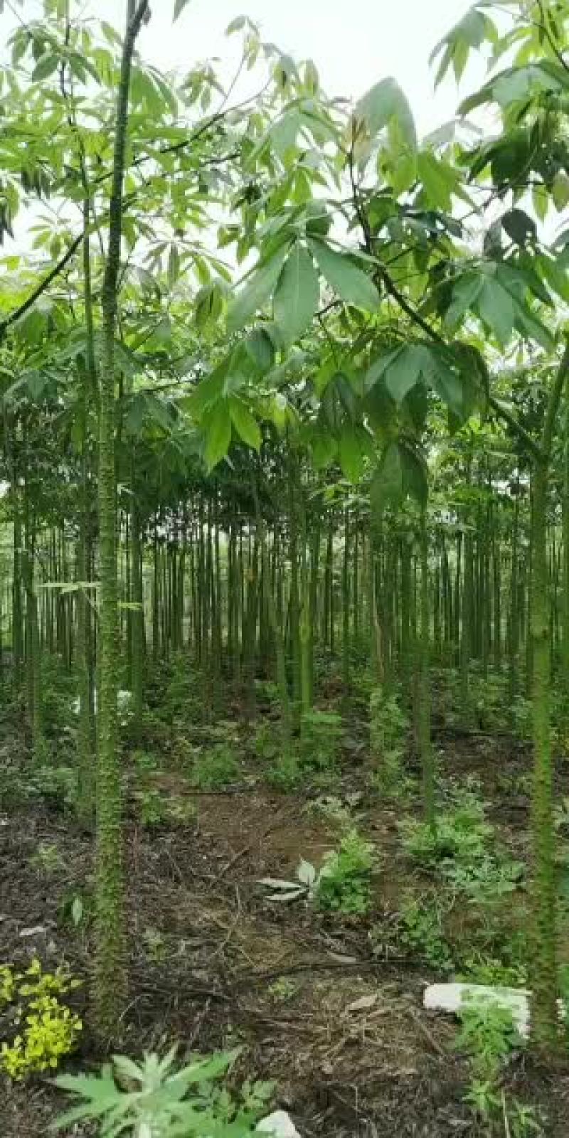 大量供应美丽木棉大小规格都有