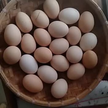 零售自家散养的土鸡蛋