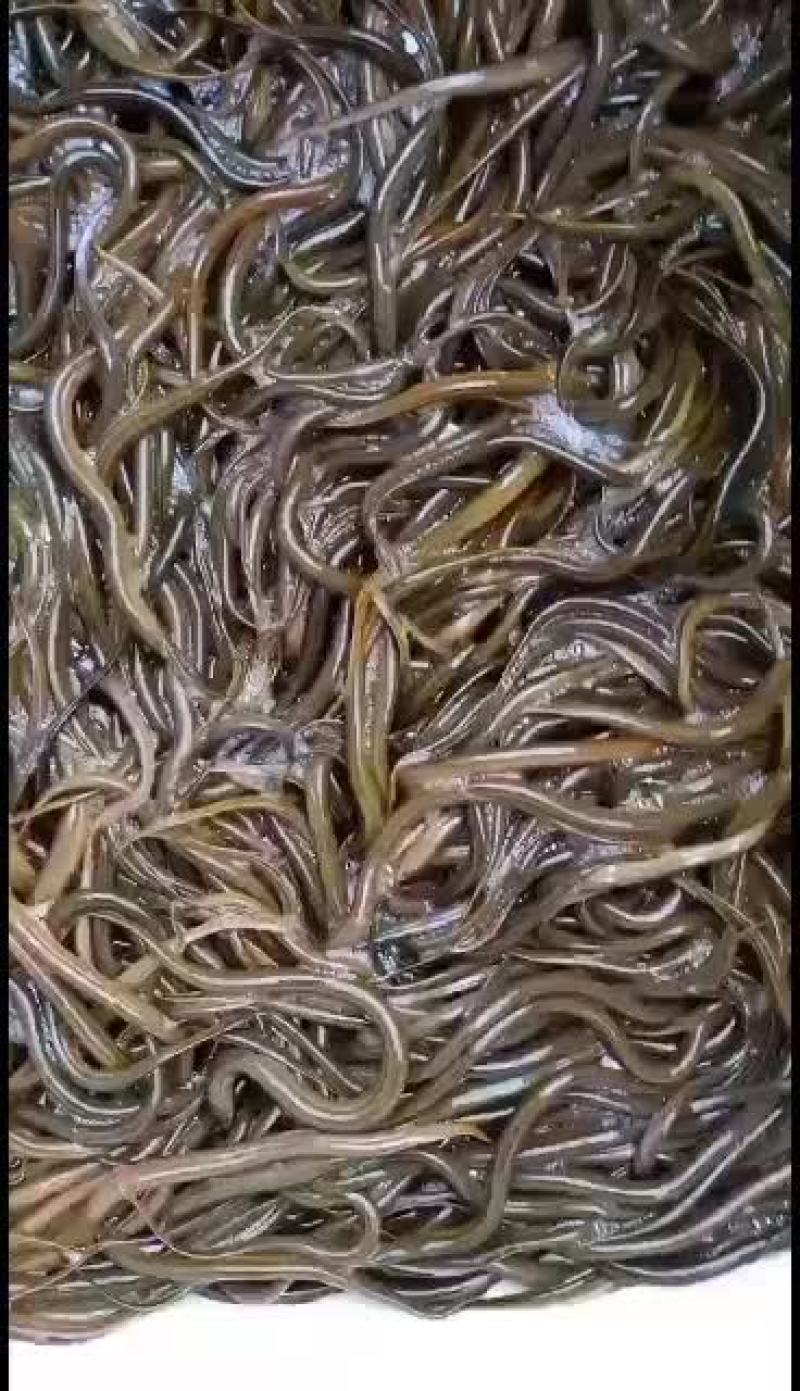 黄鳝苗，正大九号黄鳝苗，基地直供，量大可以免费送货