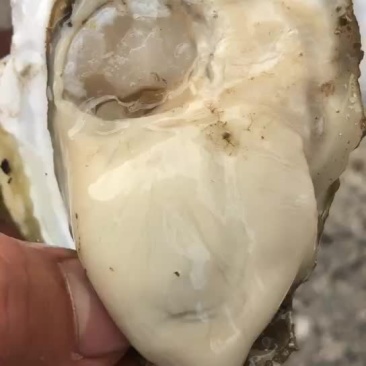湛江生蚝扇贝花甲全国批发