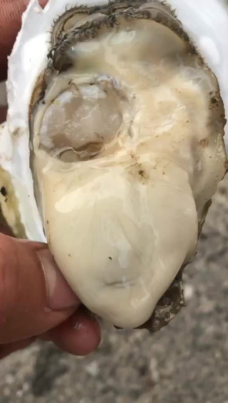 湛江生蚝扇贝花甲全国批发