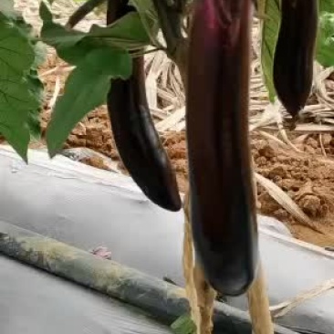 专业代收，茄子，冬瓜，蔬菜等各种水果