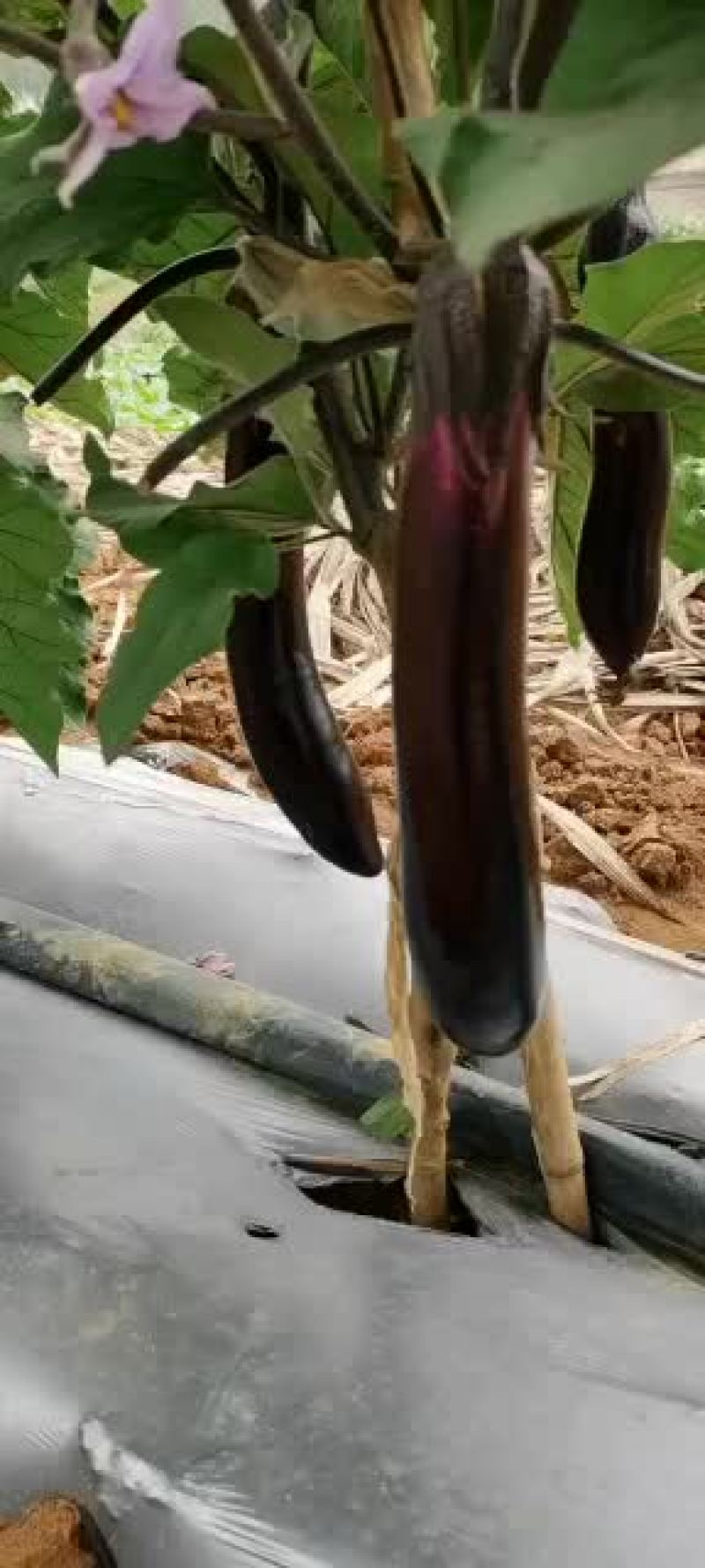 专业代收，茄子，冬瓜，蔬菜等各种水果
