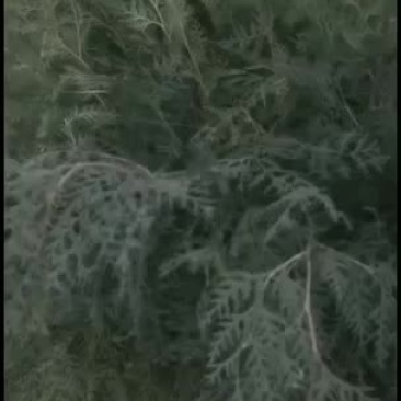 侧柏小苗侧柏定植树侧柏杯苗