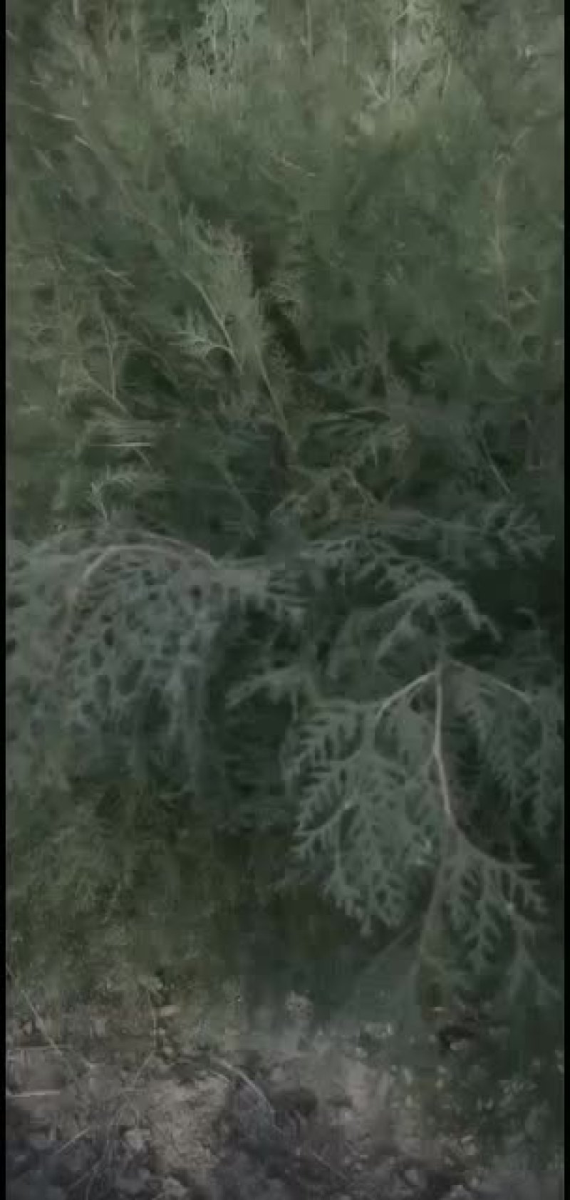 侧柏小苗侧柏定植树侧柏杯苗