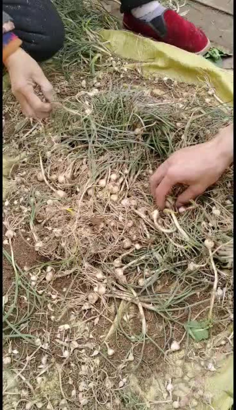 野生小蒜先挖小蒜，当天瓦当天发