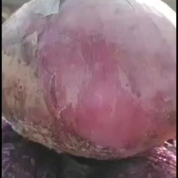 山东聊城二红洋葱六一大量上市，个头大，质量好，色度高。