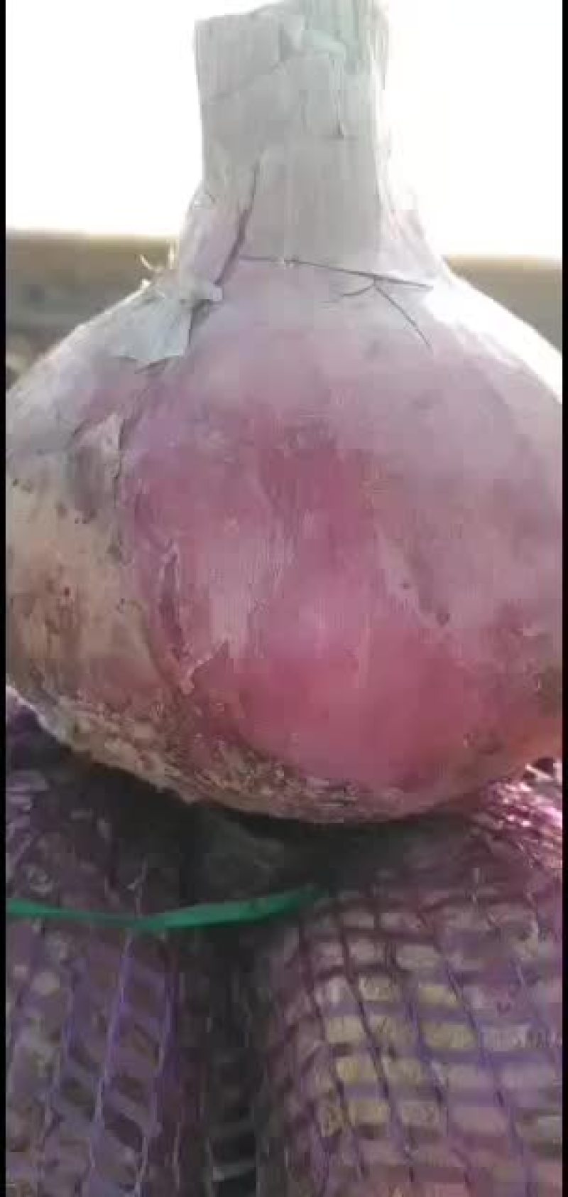 山东聊城二红洋葱六一大量上市，个头大，质量好，色度高。