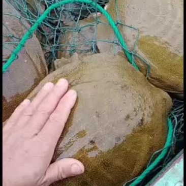 原生态大规格外塘公鱼，联系我时请说一亩田看到