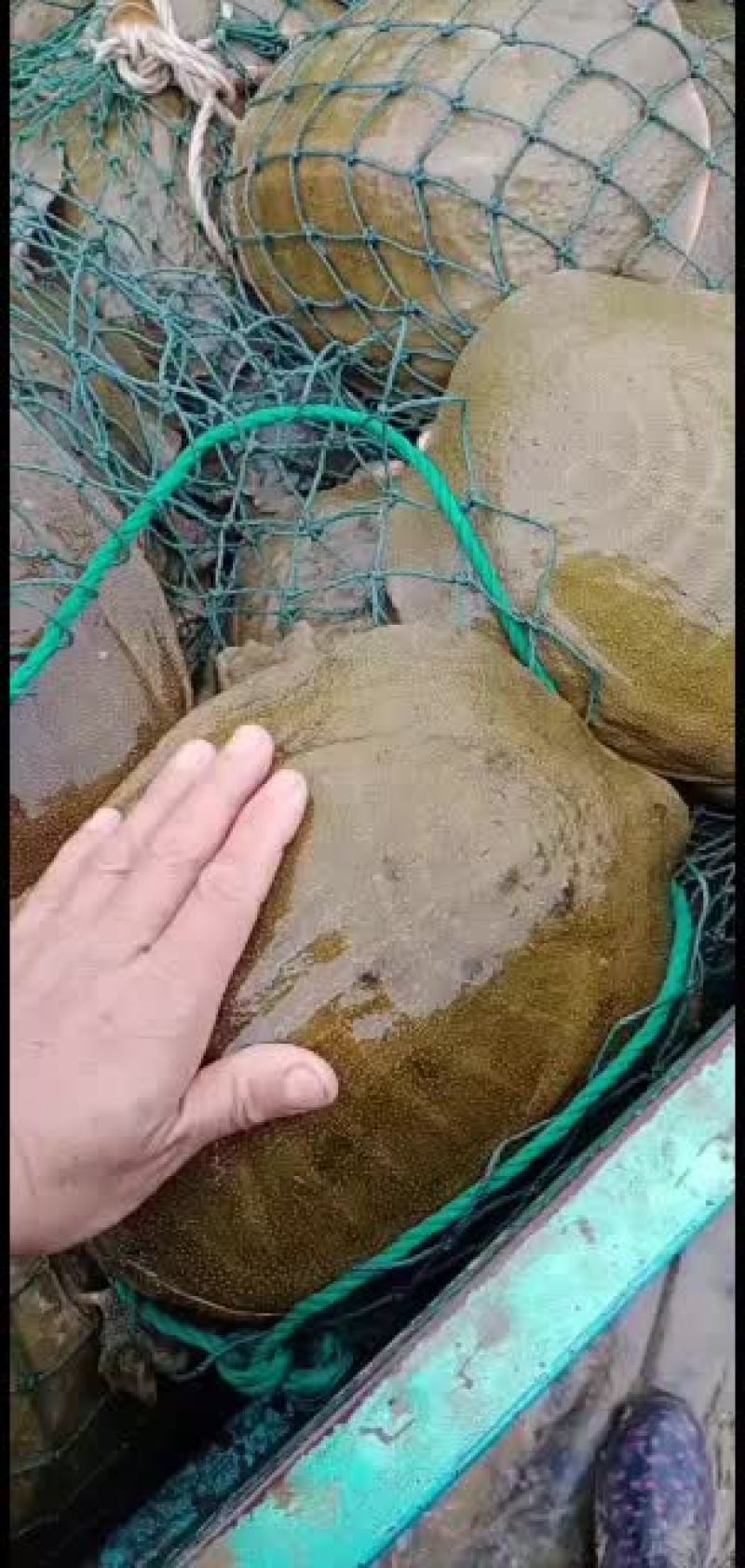 原生态大规格外塘公鱼，联系我时请说一亩田看到