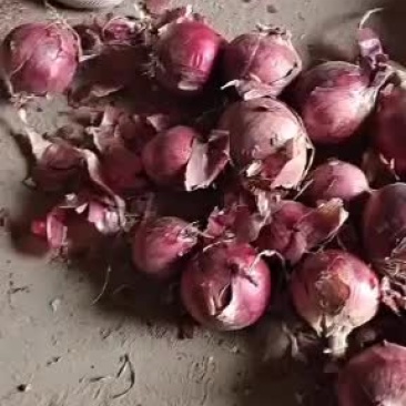 内蒙古库存500吨红美洋葱