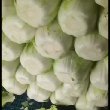 青州大白菜！火热进行中