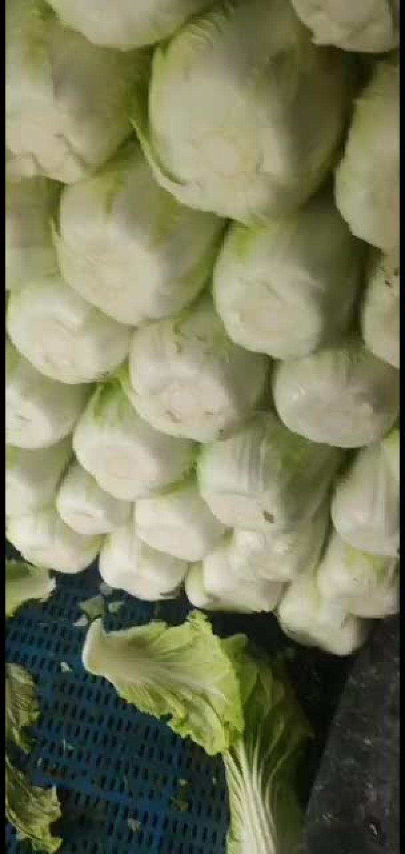 青州大白菜！火热进行中