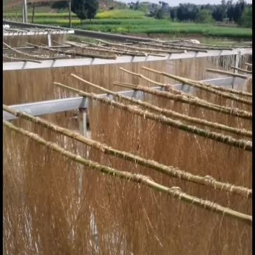 零添加剂四川盆地红薯粉条