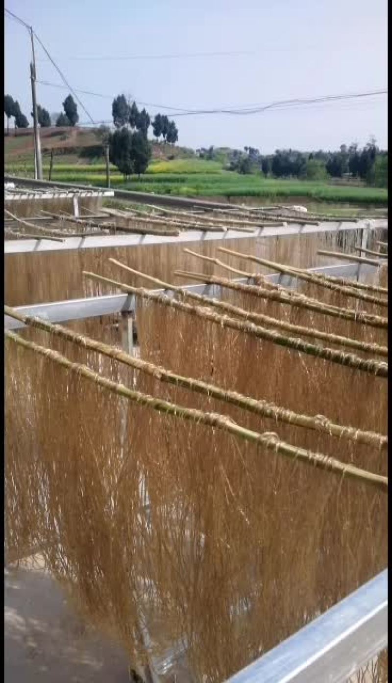 零添加剂四川盆地红薯粉条