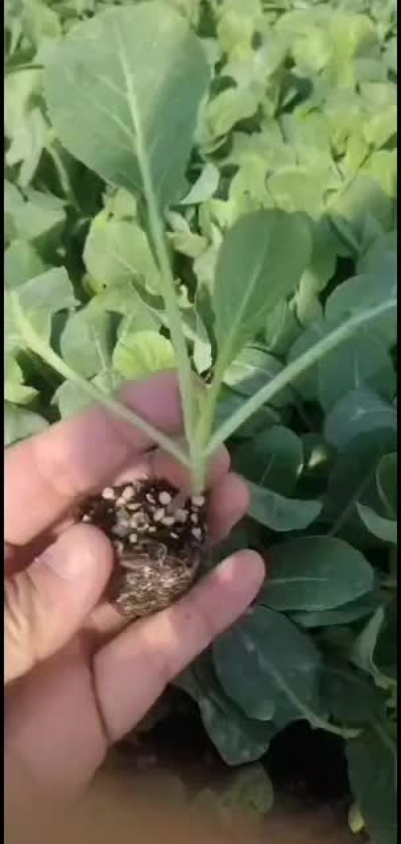 韩绿甘蓝抗病性好的种苗