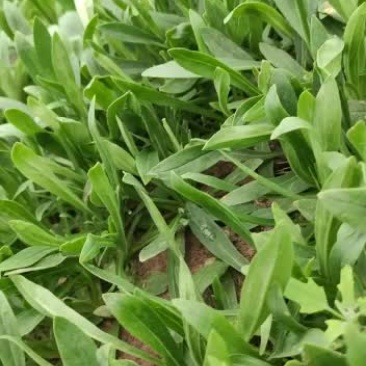 面条菜种植基地欢迎订购！！！！