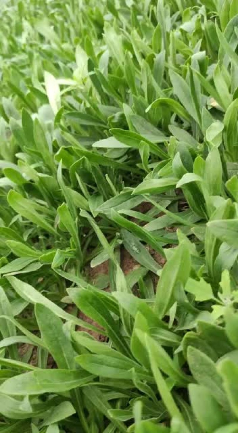 面条菜种植基地欢迎订购！！！！