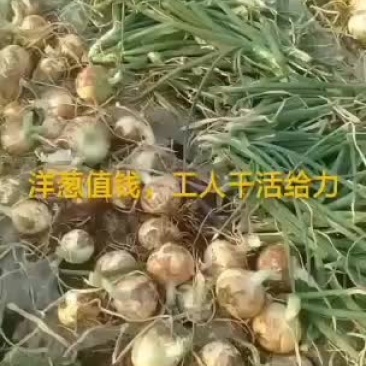 元谋出口黄皮洋葱开始上市