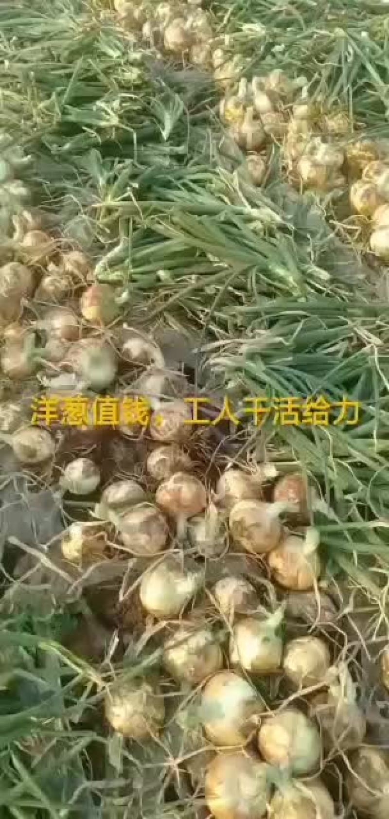 元谋出口黄皮洋葱开始上市