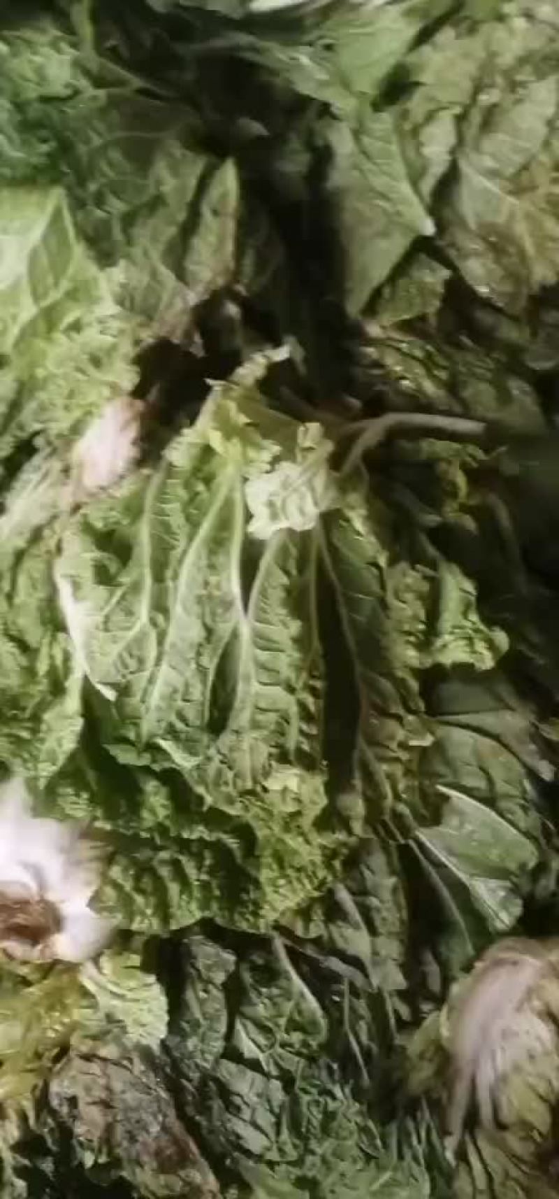 库存青杂大白菜价格合适散装上车