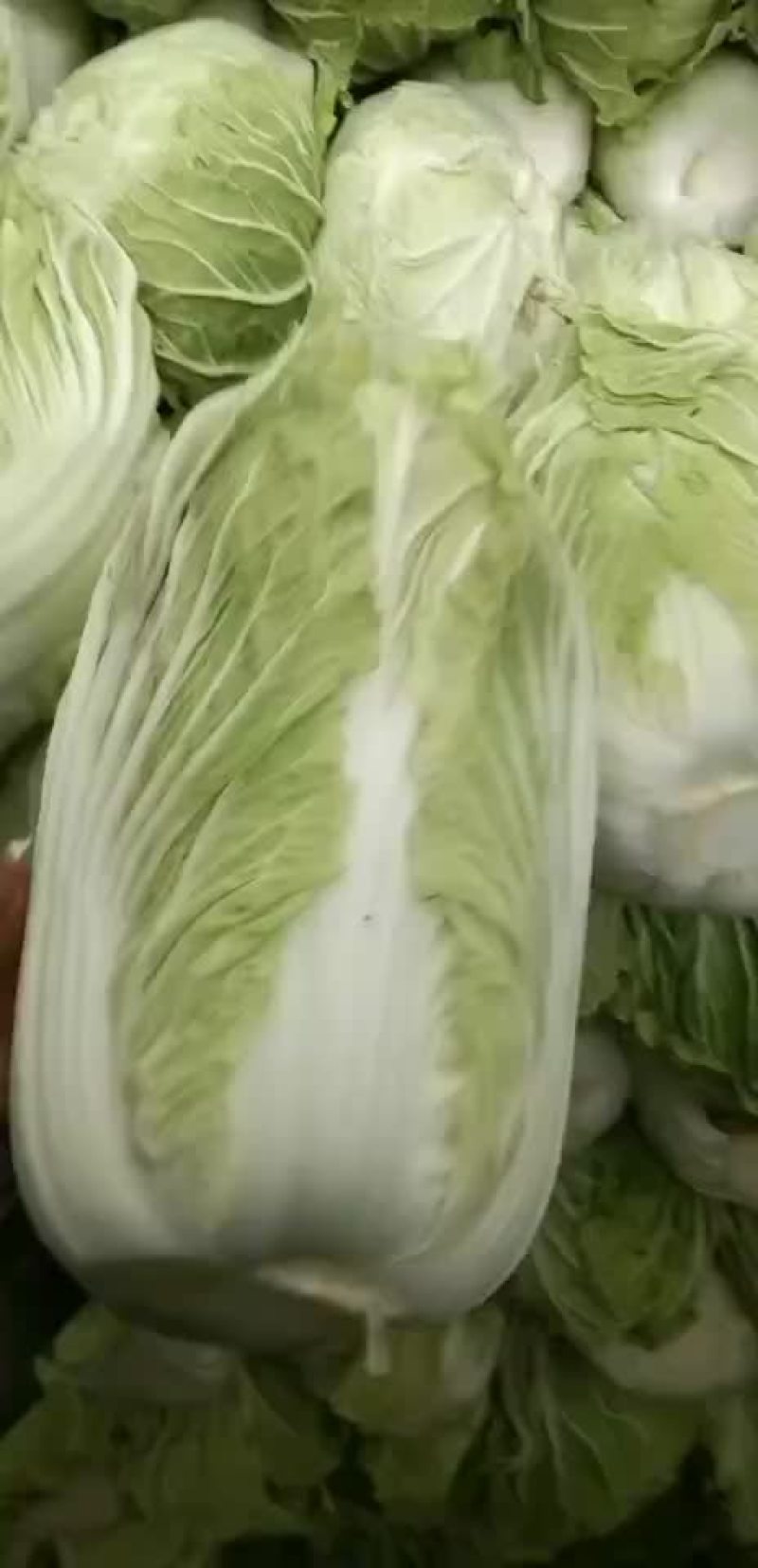 库存青杂大白菜价格合适散装上车