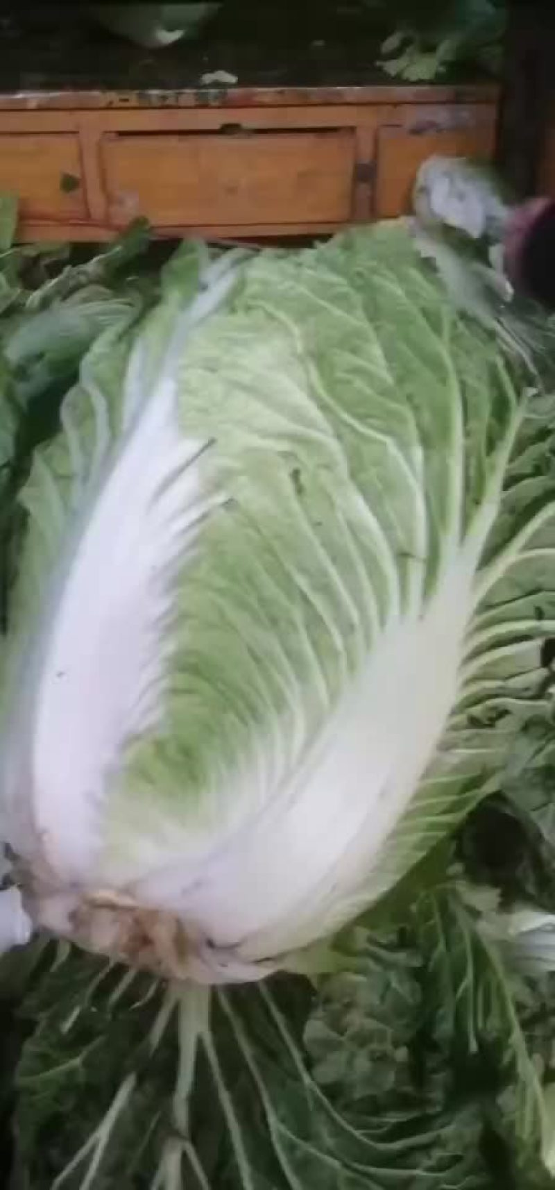 库存青杂大白菜价格合适散装上车