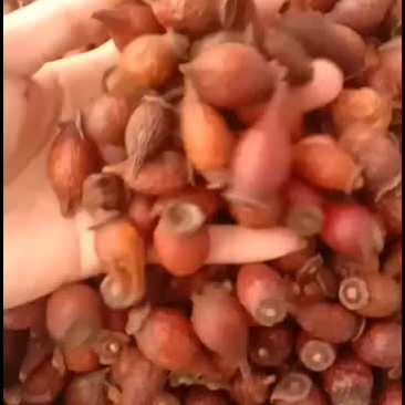 金樱子干货，需要的老板联系我。