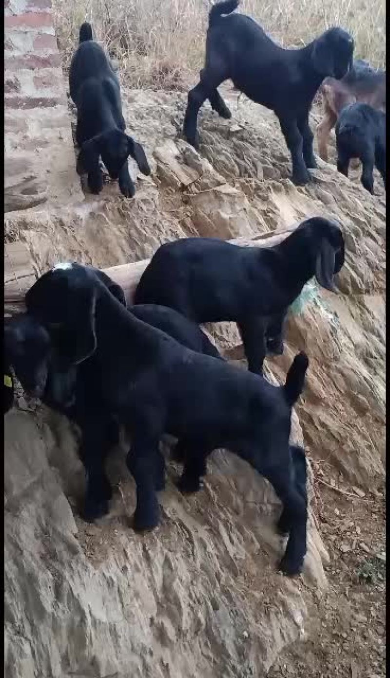 湖南桂阳，黄，黑小母羊