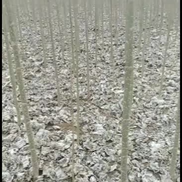 北京102无蕠杨树苗！