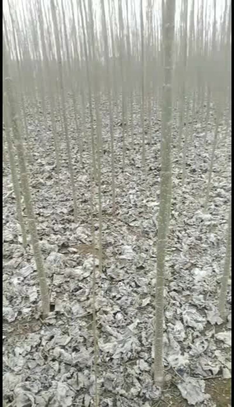 北京102无蕠杨树苗！