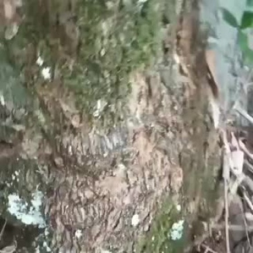 九里香九里香九里香大货