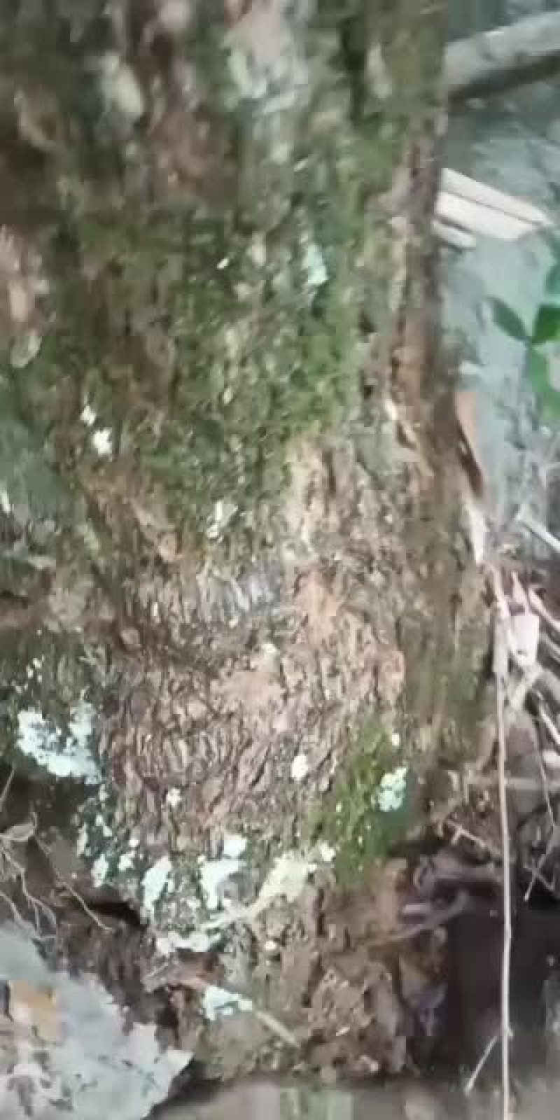 九里香九里香九里香大货