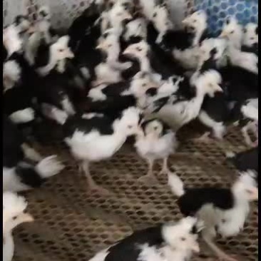 贵妃鸡苗种鸡大量有货
