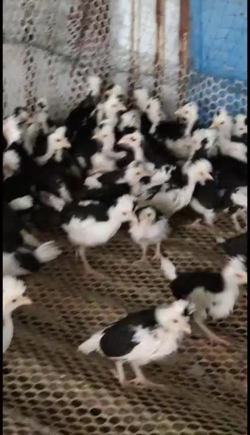 贵妃鸡苗种鸡大量有货