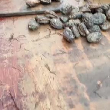 深海鲍鱼绝对是一手货源