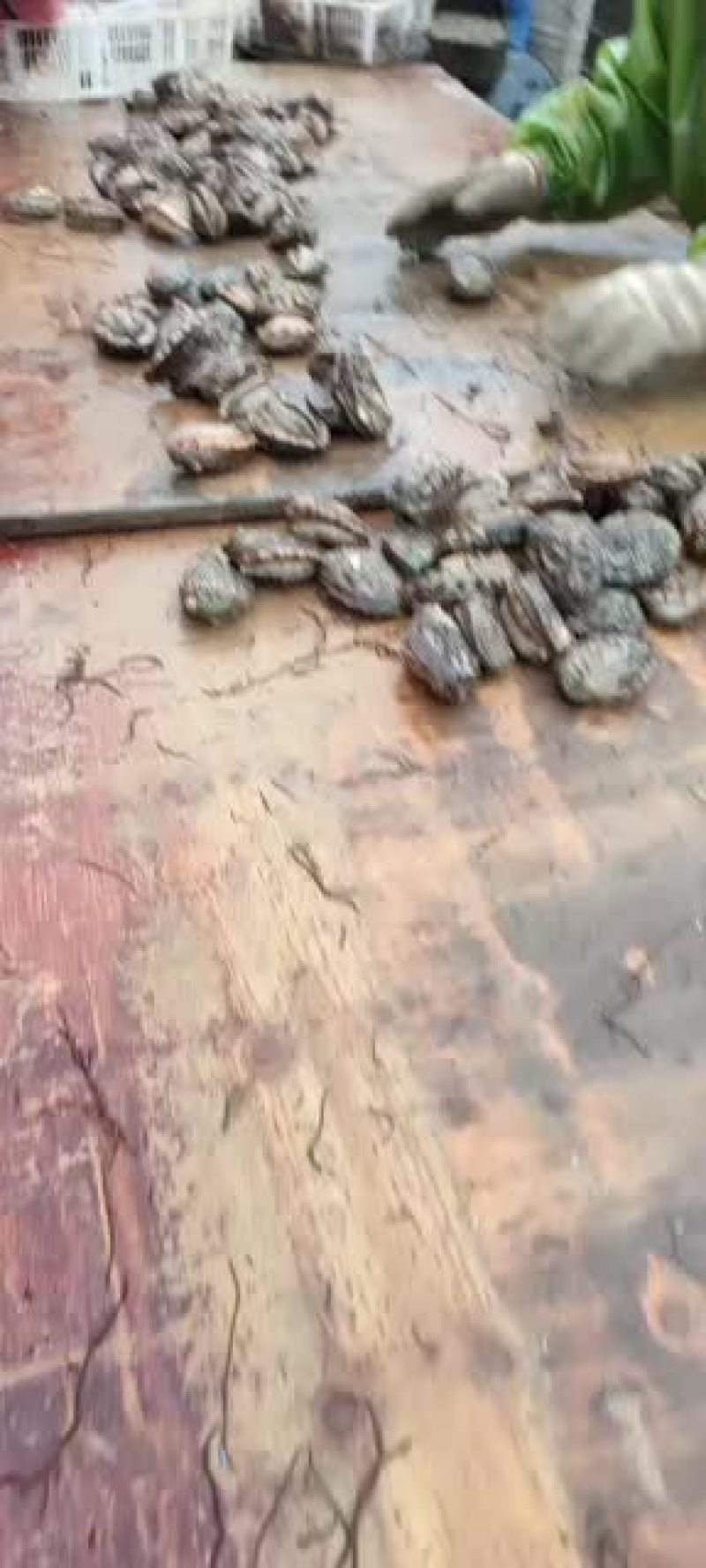 深海鲍鱼绝对是一手货源