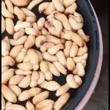 竹虫高蛋白，营养丰富，下酒菜。