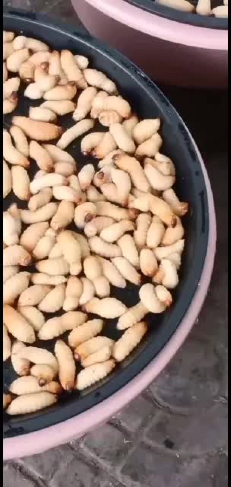 竹虫高蛋白，营养丰富，下酒菜。