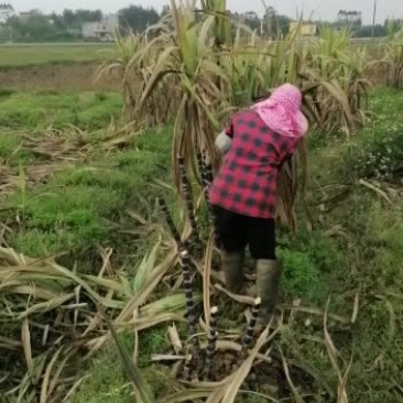 优良新鲜甘蔗种苗，需要的老板速下订