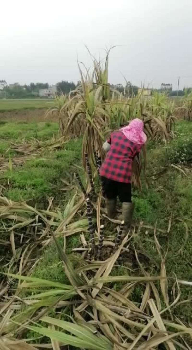 优良新鲜甘蔗种苗，需要的老板速下订