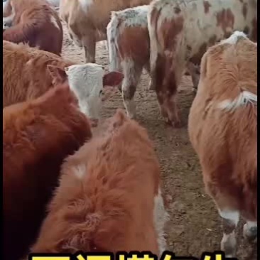 西门塔尔牛，肉牛犊，繁殖母