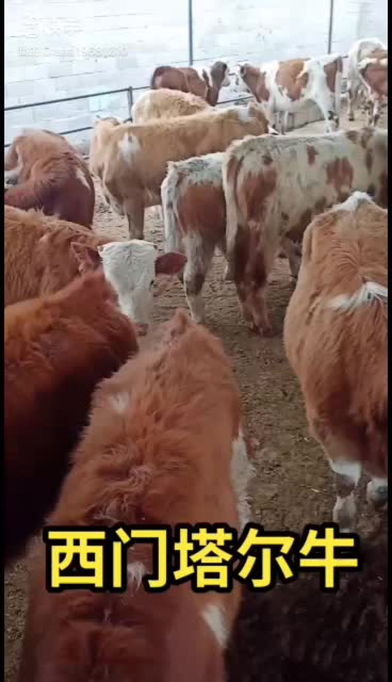 西门塔尔牛，肉牛犊，繁殖母
