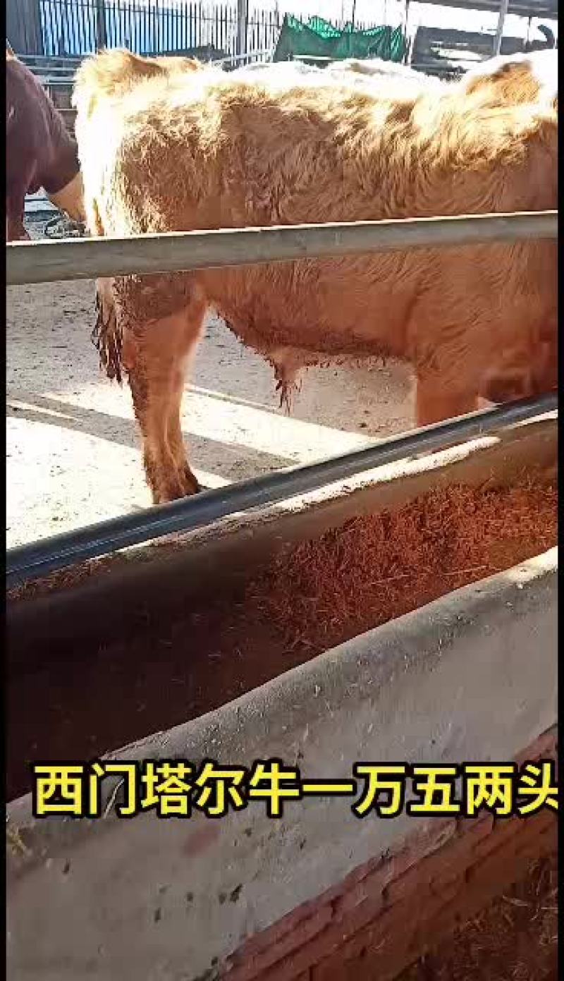 西门塔尔牛，肉牛犊，繁殖母