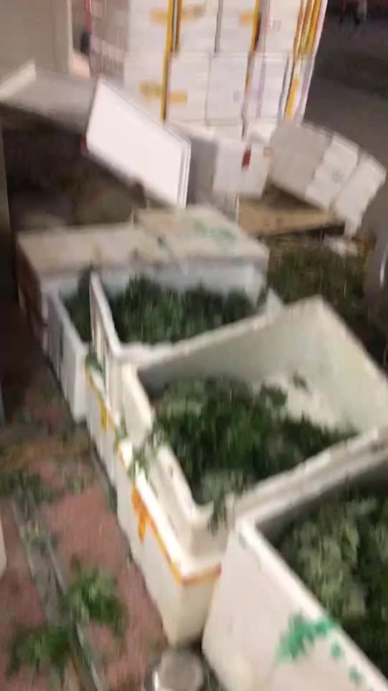 艾叶，药用，食用！！！！！