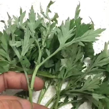 艾叶，药用，食用！！！！！