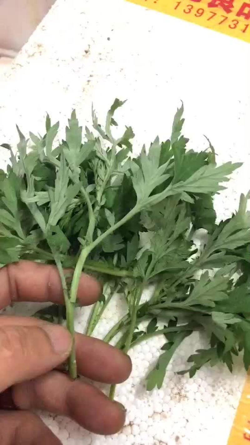 艾叶，药用，食用！！！！！
