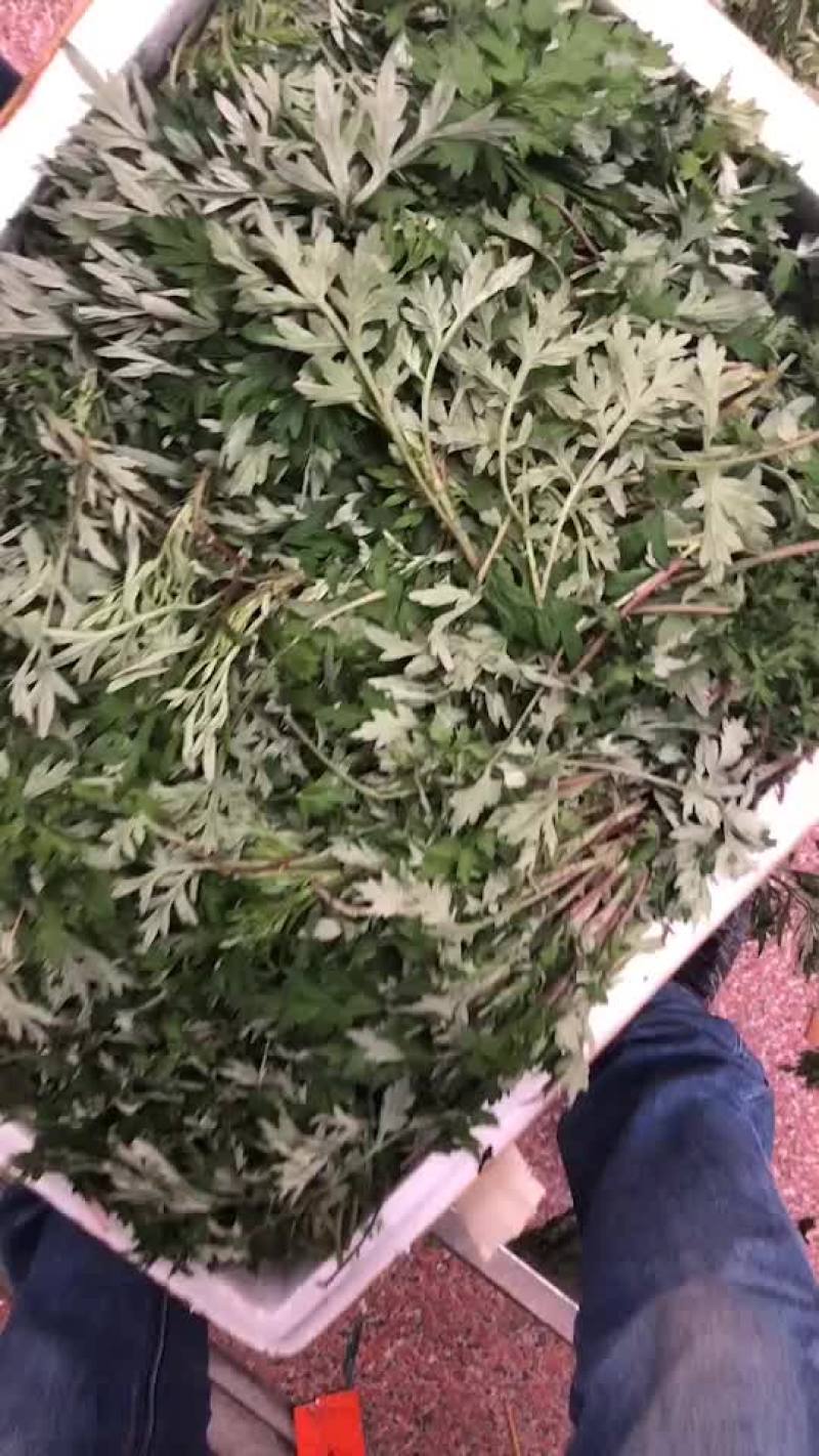 艾叶，药用，食用！！！！！