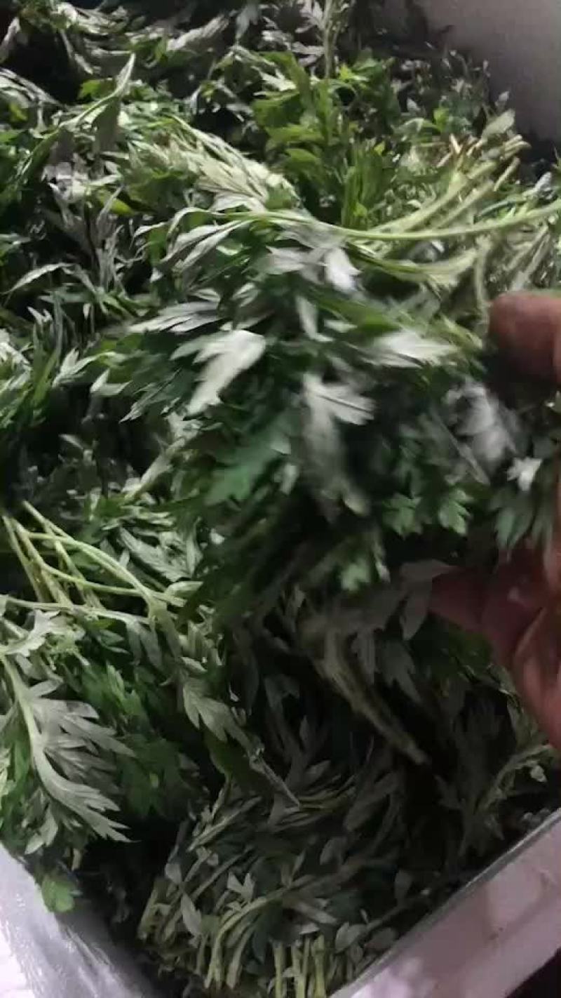 艾叶，药用，食用！！！！！