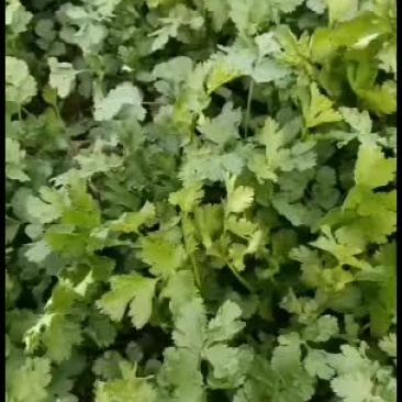 香菜已大面积上市哦，有需要的随时联系